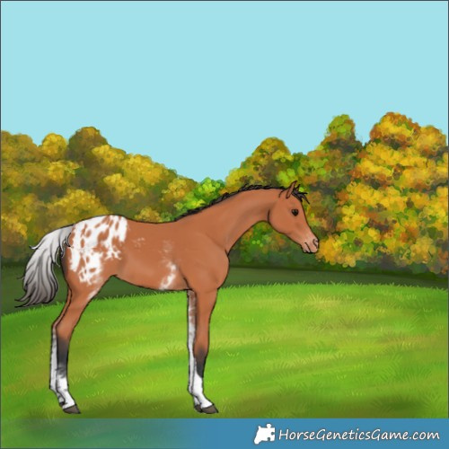 Horse Color:White Spotted Bay Tobiano Blanket