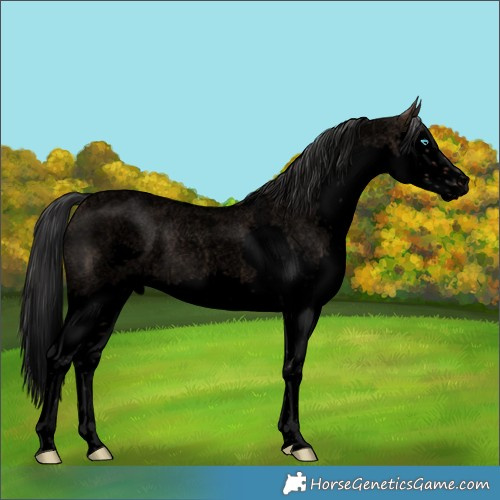 Horse Color:Void Brown Roan Dun Splash 