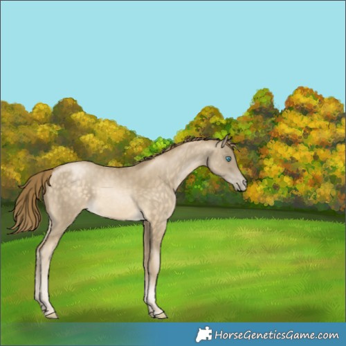 Horse Color:Buckskin Pearl 