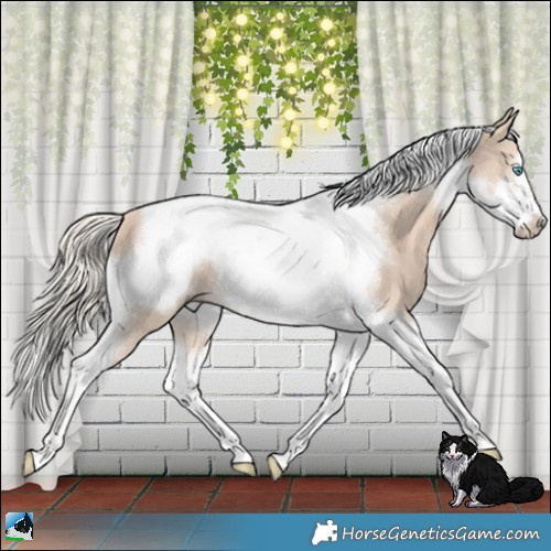 Horse Color:Cremello Tobiano Frame 