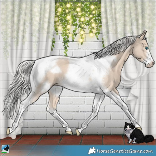 Horse Color:Cremello Tobiano Frame 