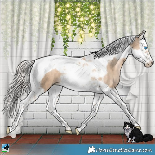 Horse Color:Chocolate Palomino Pearl Splash Tobiano Frame 