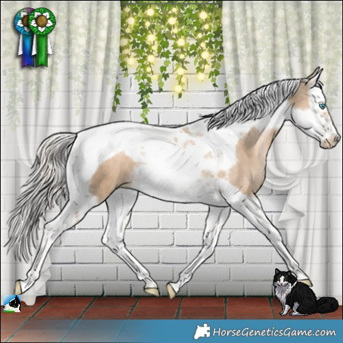Horse Color:Chocolate Palomino Pearl Splash Tobiano Frame 