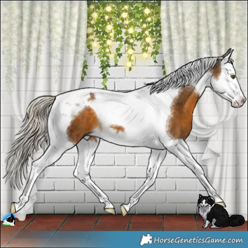 Horse Color:Chocolate Palomino Splash Tobiano 