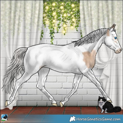 Horse Color:Chocolate Palomino Pearl Splash Tobiano Frame Rabicano 
