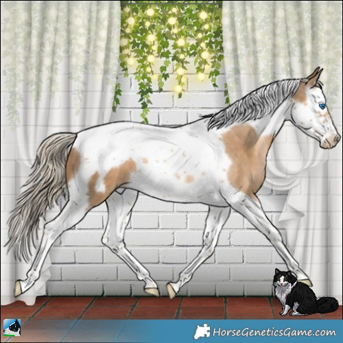 Horse Color:Chocolate Palomino Pearl Splash Tobiano Frame 