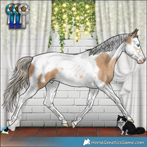 Horse Color:Chocolate Palomino Pearl Splash Tobiano Frame 