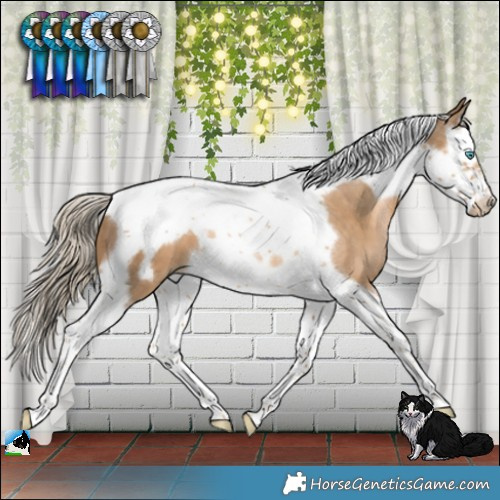 Horse Color:Chocolate Palomino Pearl Splash Tobiano Frame 