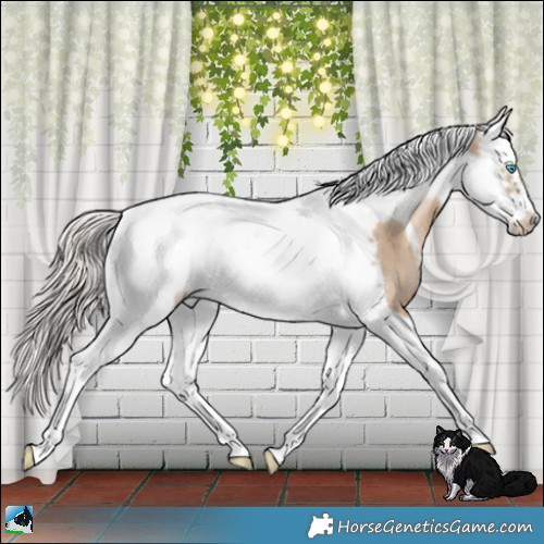 Horse Color:Chocolate Palomino Pearl Splash Tobiano Frame 