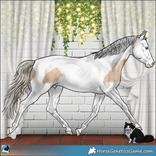 Horse Color:Chocolate Palomino Pearl Splash Tobiano 