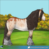 Horse Color:Bay Dun Rabicano Brindle 