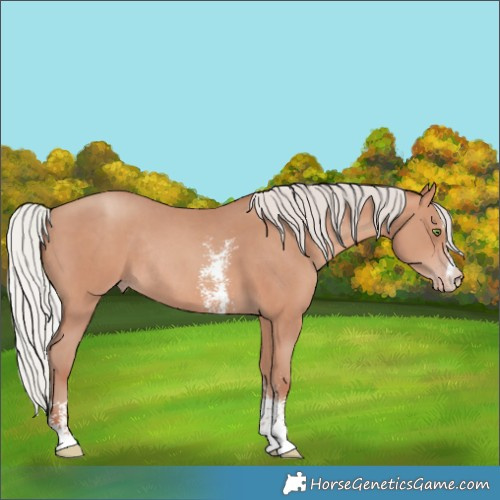 Horse Color:Silver Sable Champagne Sabino Rabicano