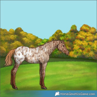 Horse Color:Chestnut Appaloosa  and Red Dun Appaloosa 