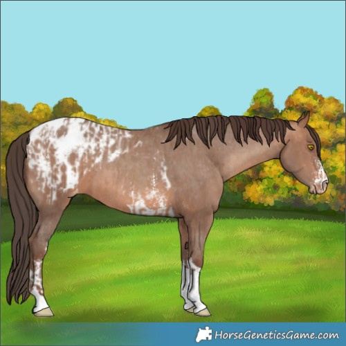 Horse Color:Sable Champagne Sabino Tobiano Appaloosa  and Sable Champagne Sabino Tobiano Appaloosa 