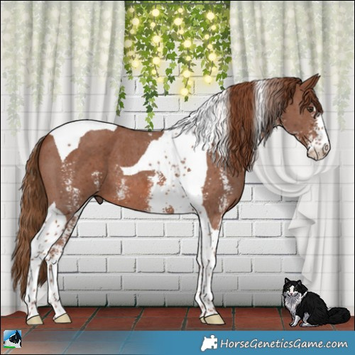 Horse Color:Chestnut Sabino Tobiano 