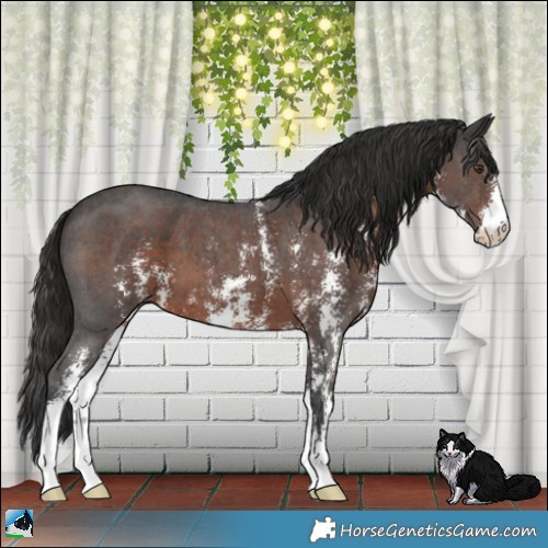 Horse Color:Liver Chestnut Sabino 