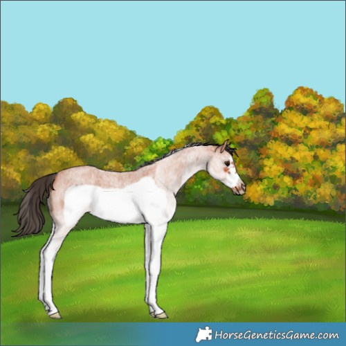 Horse Color:White Spotted Bay Roan Frame