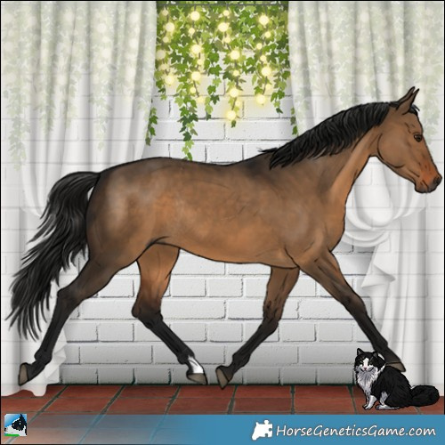 Horse Color:Gray Bay Dun Rabicano