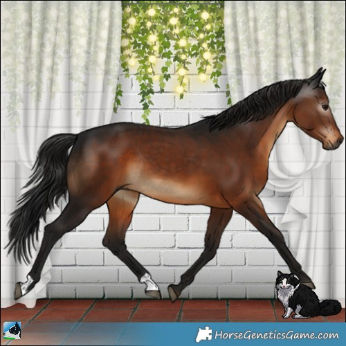 Horse Color:Gray Brown Rabicano 