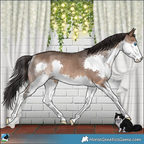 Horse Color:Brown Dun Splash Rabicano
