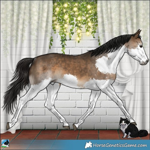 Horse Color:Gray Bay Dun Splash Rabicano 