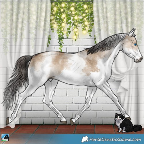 Horse Color:Gray White Spotted Liver Red Dun Splash Rabicano 