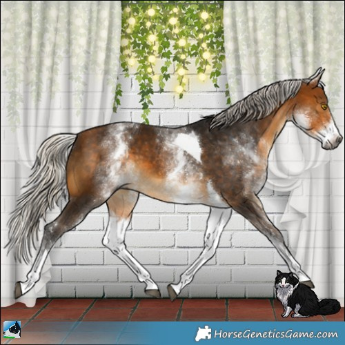 Horse Color:Gray White Spotted Silver Buckskin Tobiano 