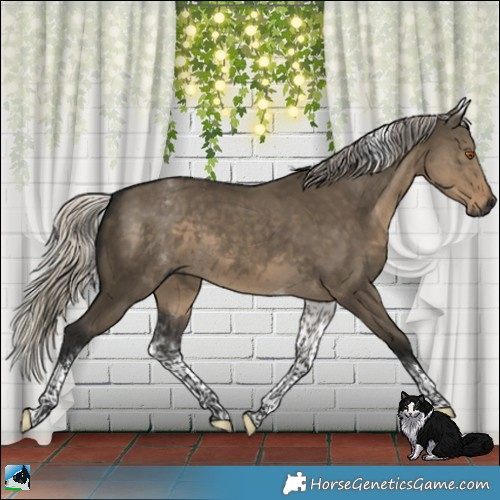 Horse Color:Gray White Spotted Silver Smoky Grullo Tobiano Rabicano