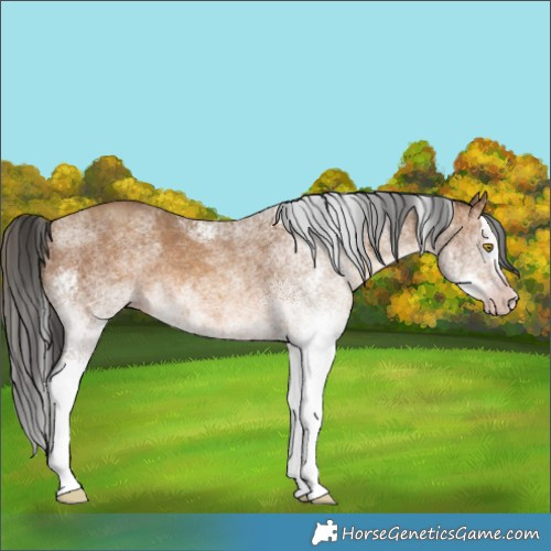 Horse Color:Gray White Spotted Amber Champagne Splash 