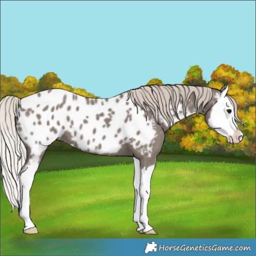 Horse Color:Silver Grullo Splash Near Leopard 