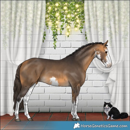 Horse Color:White Spotted Buckskin 