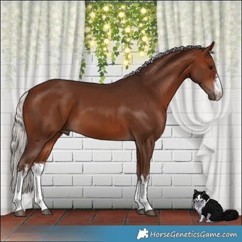 Horse Color:White Spotted Silver Bay 