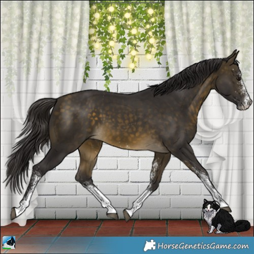 Horse Color:White Spotted Buckskin