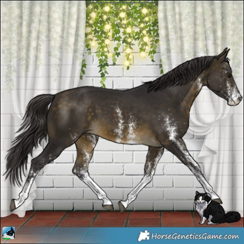 Horse Color:White Spotted Buckskin 