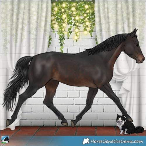 Horse Color:White Spotted Brown 
