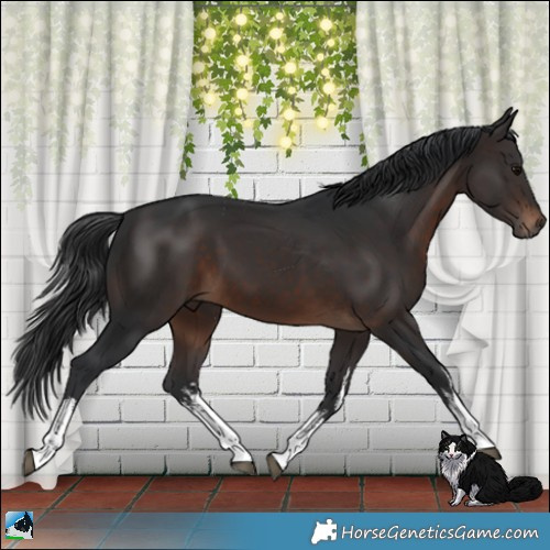 Horse Color:White Spotted Brown 