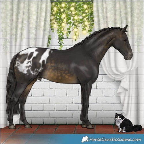 Horse Color:Buckskin Appaloosa 