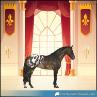 Horse Color:Buckskin Appaloosa