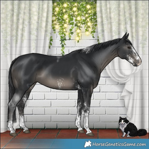 Horse Color:White Spotted Black Tobiano 