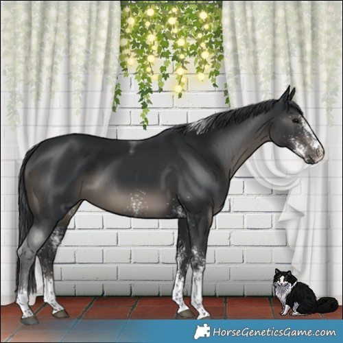 Horse Color:White Spotted Black Tobiano 