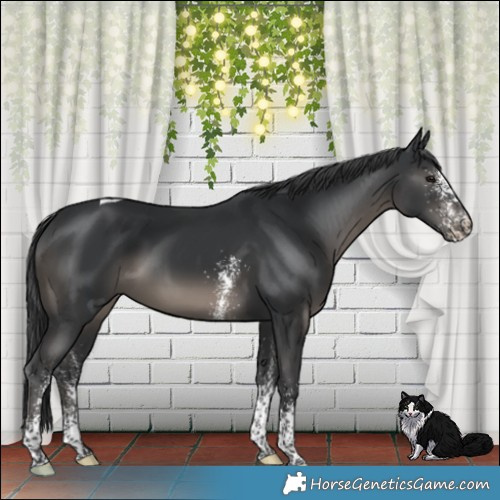 Horse Color:White Spotted Black Tobiano