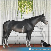 Horse Color:White Spotted Black Tobiano 