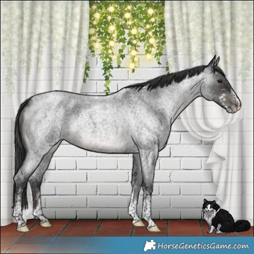 Horse Color:White Spotted Blue Roan 