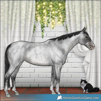 Horse Color:White Spotted Blue Roan