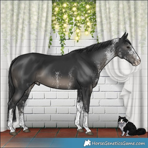 Horse Color:White Spotted Black Tobiano 