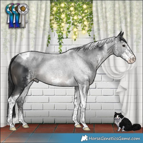 Horse Color:White Spotted Black Tobiano 