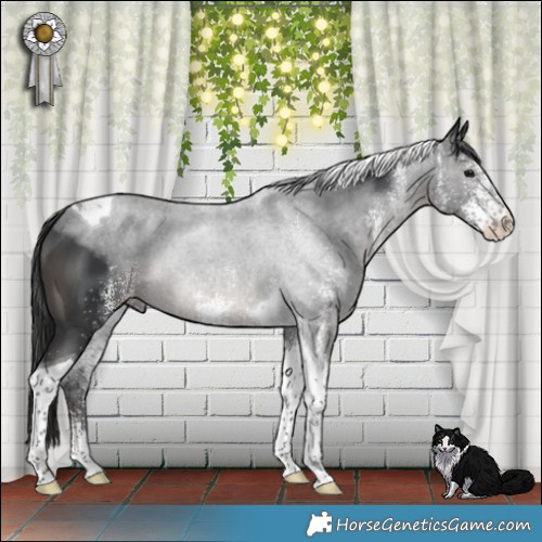 Horse Color:White Spotted Black Tobiano 