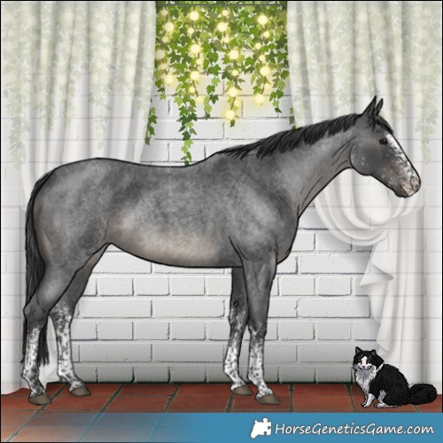 Horse Color:White Spotted Blue Roan 