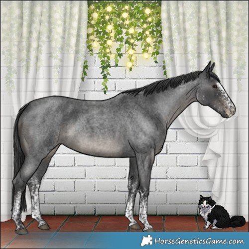 Horse Color:White Spotted Blue Roan