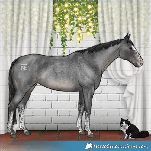 Horse Color:White Spotted Blue Roan 